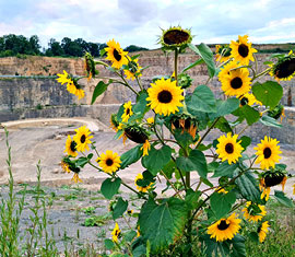 SchotterSchneider_Bild_Gegenwart_8